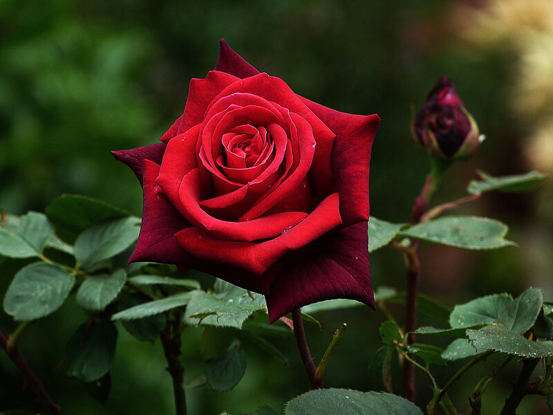 Red Rose in Bloom — Natural, Photograph, Bud