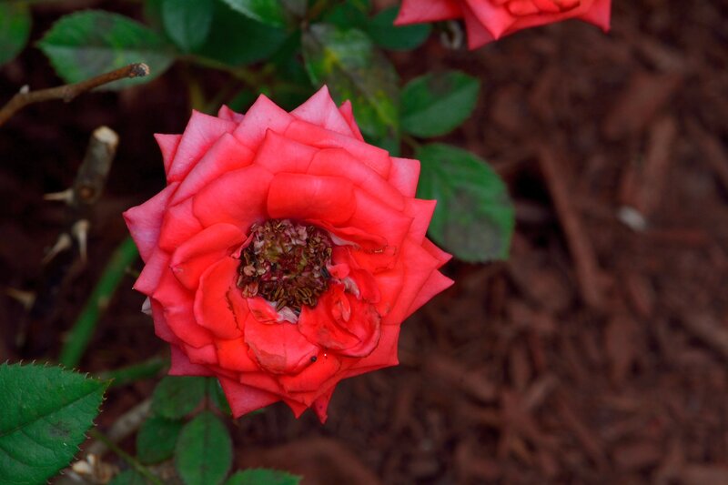 Red Rose in Bloom — Natural, Photograph, Green Leaves, Mulch