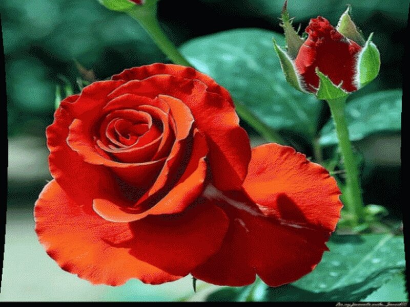 Red Rose in Bloom — Natural, Photograph