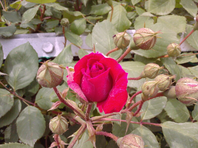 Red Rose in Bloom — Natural, Spring