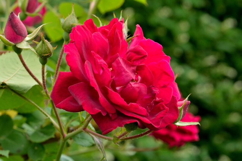 Red Rose in Bloom — Natural, Summer