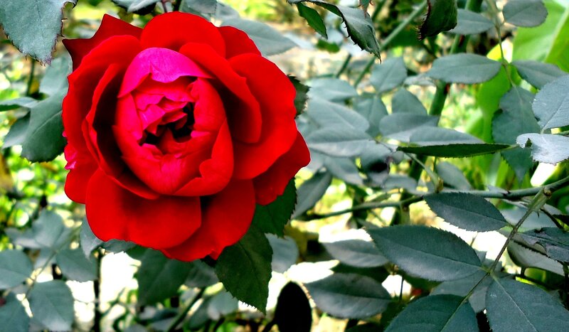 Red Rose in Bloom — Natural
