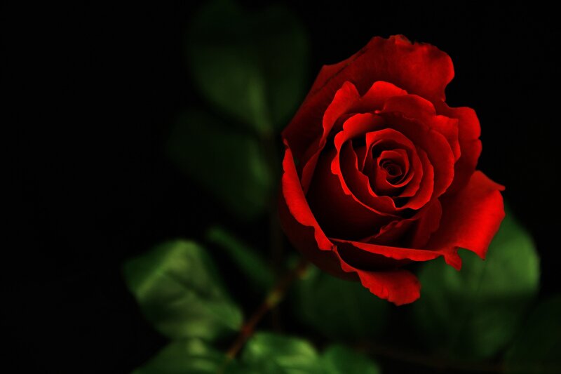 Red Rose in Bloom — Night
