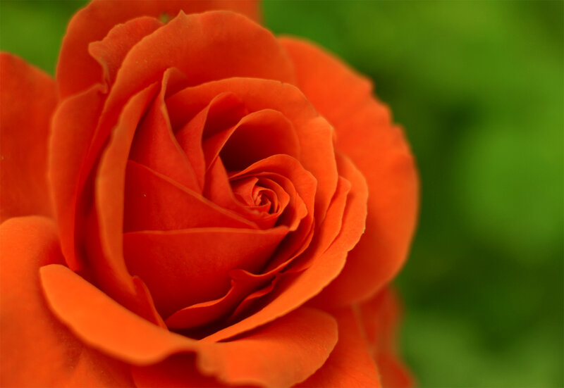 Red Rose in Bloom — Orange