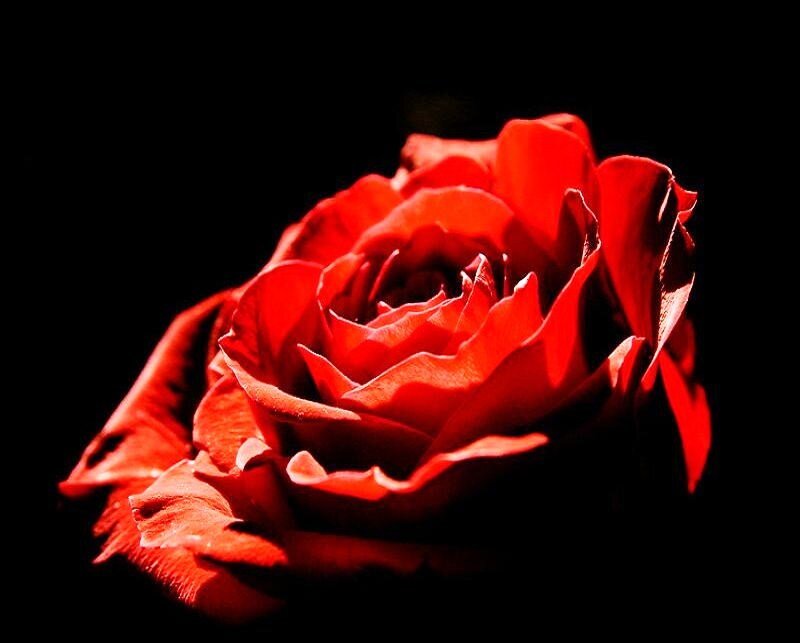 Red Rose in Bloom — Petals, Black