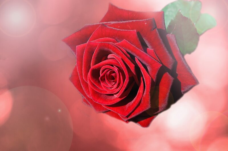 Red Rose in Bloom — Romantic, Photograph