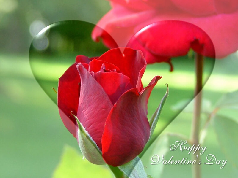 Red Rose in Bloom — Romantic