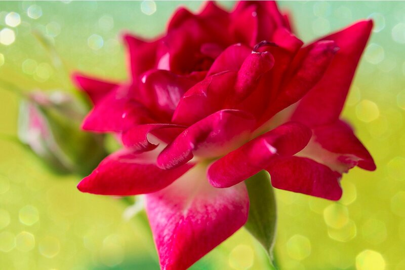 Red Rose in Bloom — Serene, Afternoon, Photograph, Bud, Green Leaves