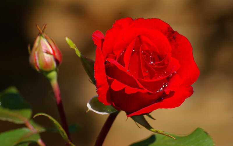 Red Rose in Bloom — Serene, Afternoon, Photograph, Bud, Leaf