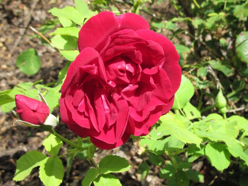 Red Rose in Bloom — Serene, Afternoon, Photograph, Bud, Leaves, Soil