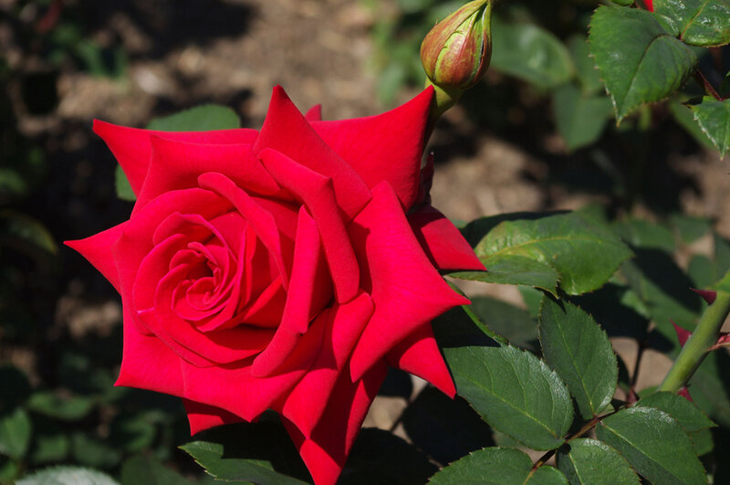 Red Rose in Bloom — Serene, Afternoon, Photograph, Bud, Leaves, Stem