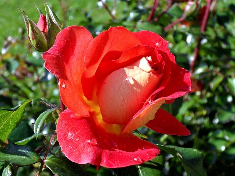 Red Rose in Bloom — Serene, Afternoon, Photograph, Bud, Leaves