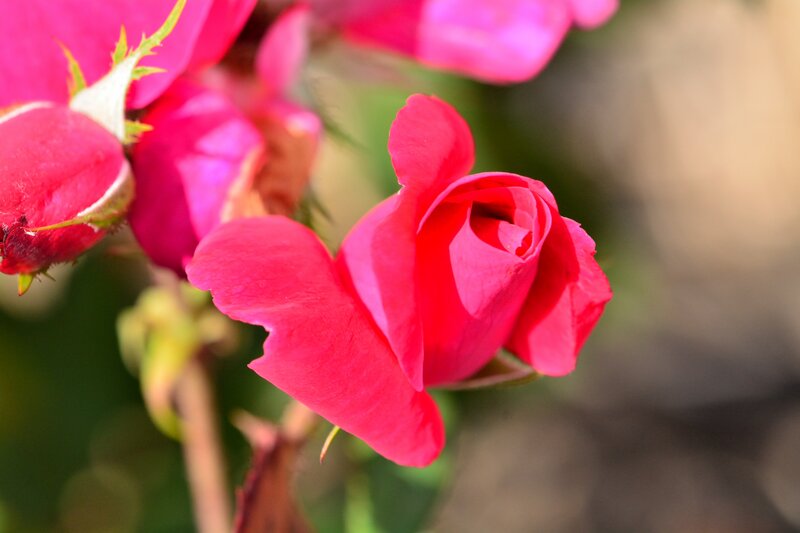 Red Rose in Bloom — Serene, Afternoon, Photograph, Bud, Stem, Leaf