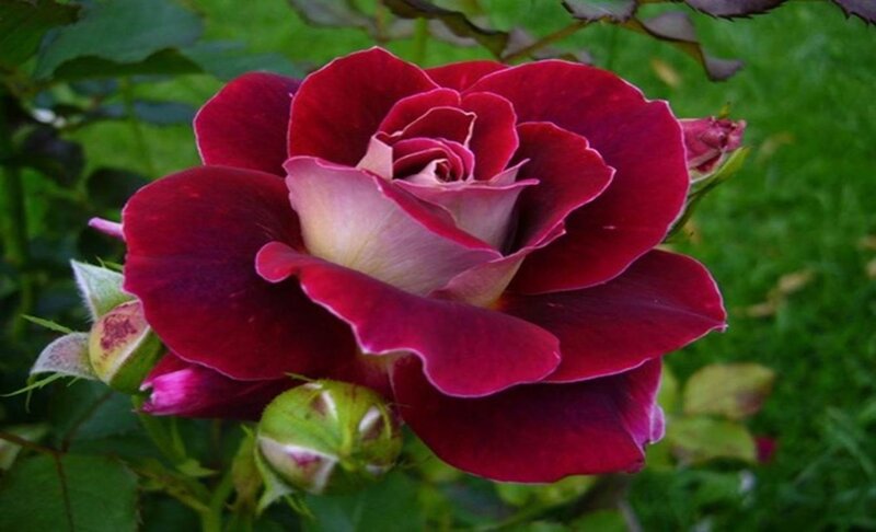 Red Rose in Bloom — Serene, Afternoon, Photograph, Buds, Leaves, Greenery