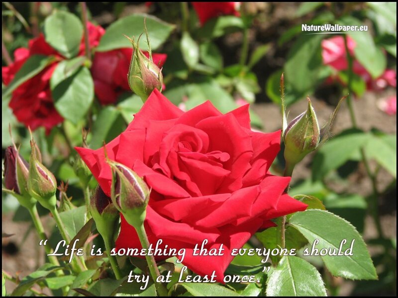 Red Rose in Bloom — Serene, Afternoon, Photograph, Buds, Leaves, Quote