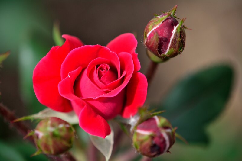 Red Rose in Bloom — Serene, Afternoon, Photograph, Buds, Leaves