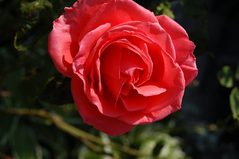 Red Rose in Bloom — Serene, Afternoon, Photograph, Flower, Leaves