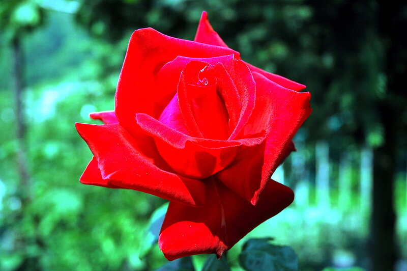 Red Rose in Bloom — Serene, Afternoon, Photograph, Green Foliage