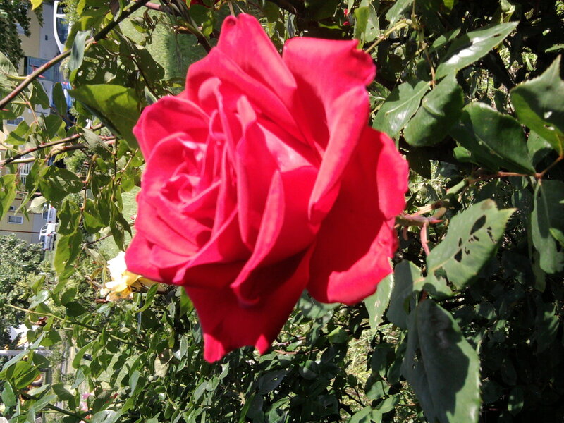 Red Rose in Bloom — Serene, Afternoon, Photograph, Green Leaves, Building