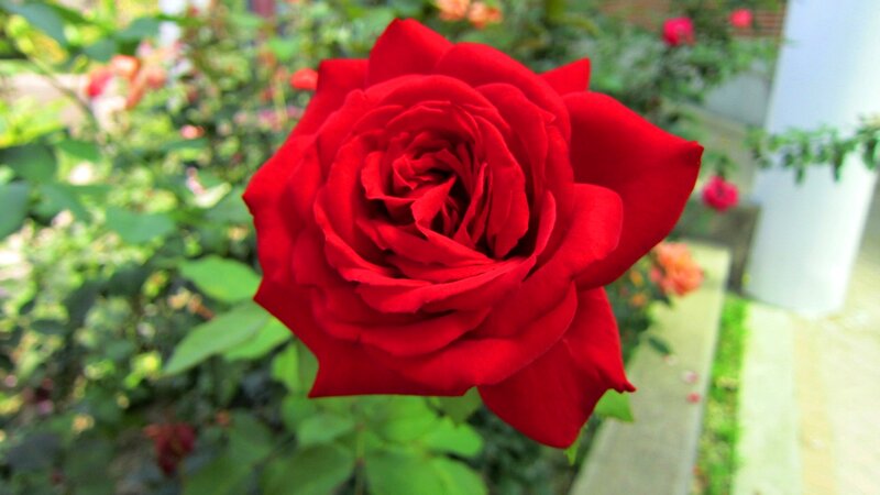 Red Rose in Bloom — Serene, Afternoon, Photograph, Green Leaves, Garden, White Pillar