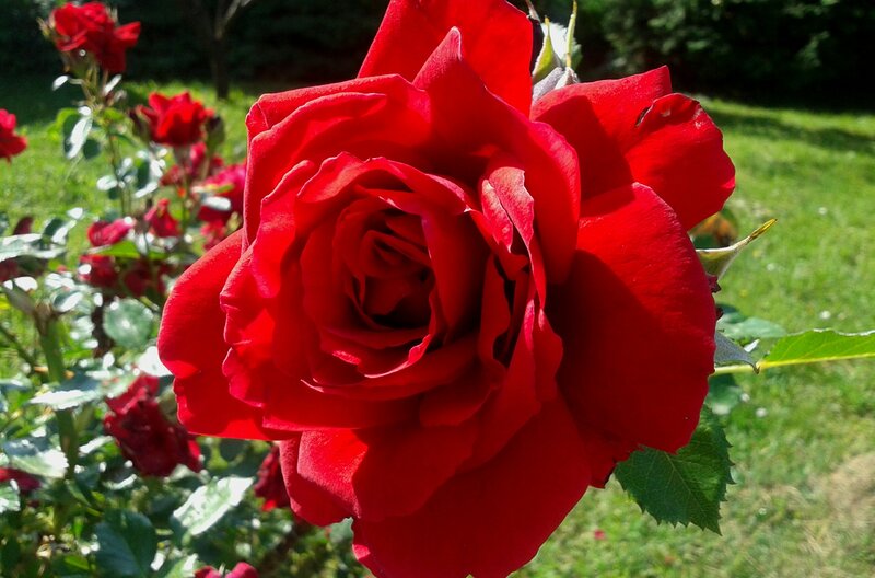 Red Rose in Bloom — Serene, Afternoon, Photograph, Green Leaves, Grass