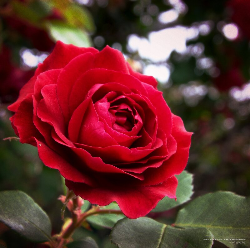 Red Rose in Bloom — Serene, Afternoon, Photograph, Green Leaves, Stem