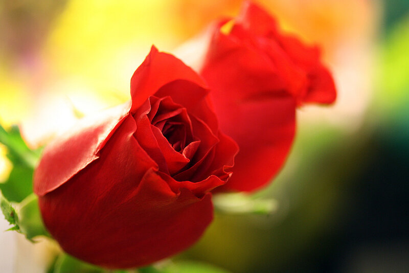 Red Rose in Bloom — Serene, Afternoon, Photograph, Green Leaves, Sunlight