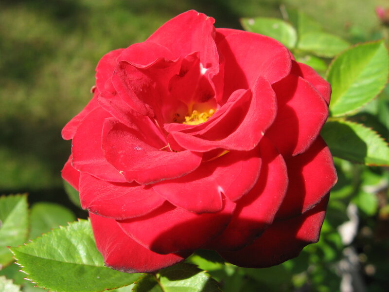 Red Rose in Bloom — Serene, Afternoon, Photograph, Green Leaves