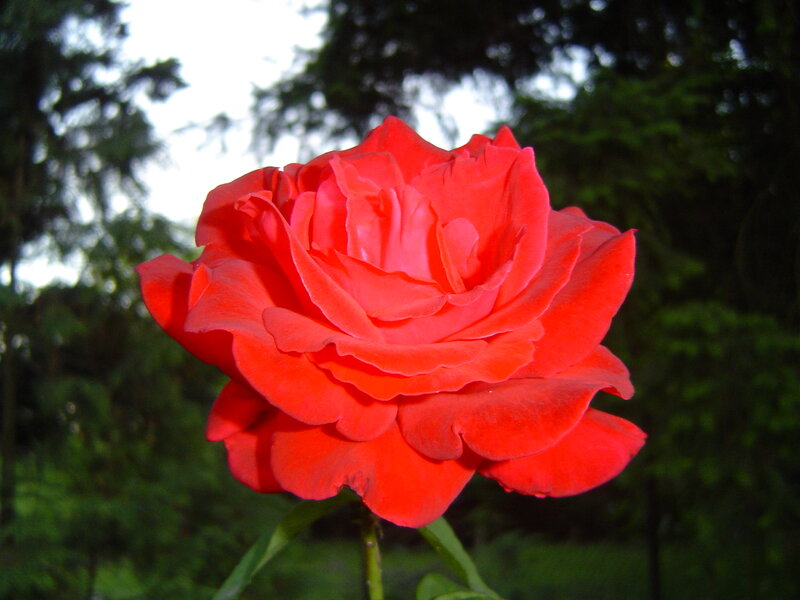Red Rose in Bloom — Serene, Afternoon, Photograph, Green Leaves, Trees