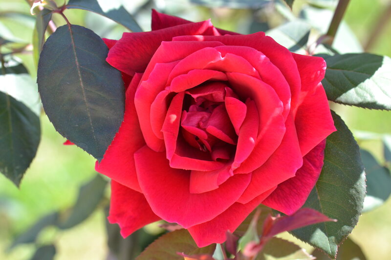 Red Rose in Bloom — Serene, Afternoon, Photograph, Leaf