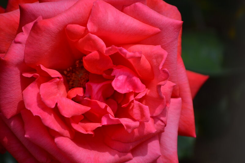 Red Rose in Bloom — Serene, Afternoon, Photograph, Petals, Center
