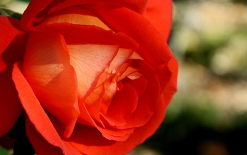 Red Rose in Bloom — Serene, Afternoon, Photograph, Petals, Sunlight