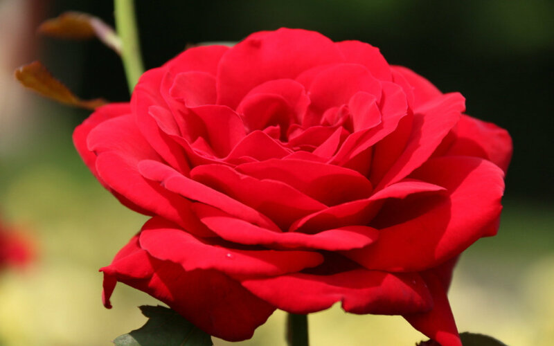 Red Rose in Bloom — Serene, Afternoon, Photograph, Stem, Leaf