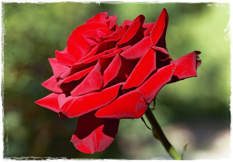 Red Rose in Bloom — Serene, Afternoon, Photograph, Stem