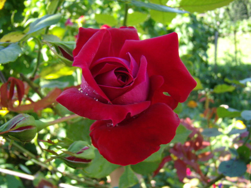Red Rose in Bloom — Serene, Afternoon, Photograph