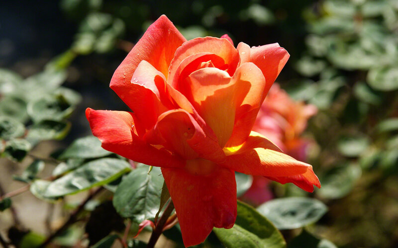 Red Rose in Bloom — Serene, Afternoon