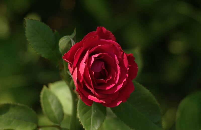 Red Rose in Bloom — Serene, Daytime, Photograph