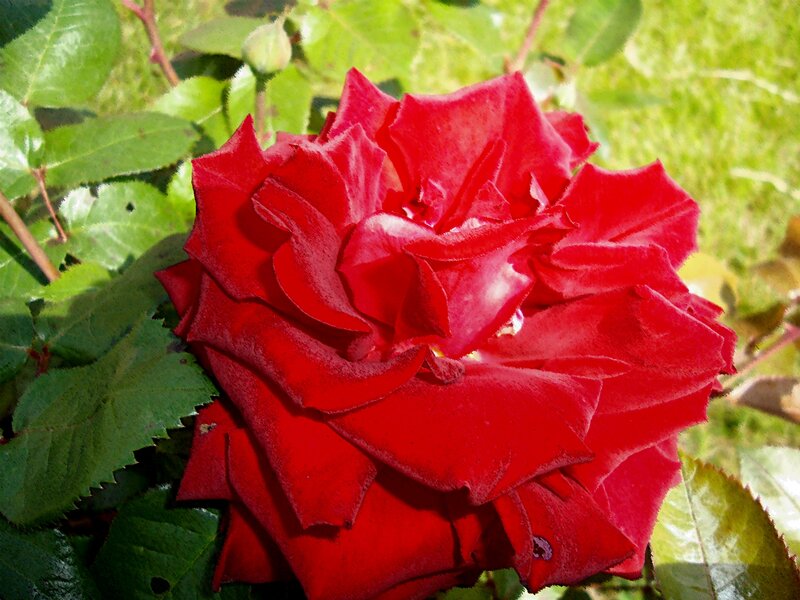 Red Rose in Bloom — Serene, Daytime