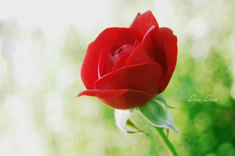Red Rose in Bloom — Serene, Morning, Photograph, Green Leaves