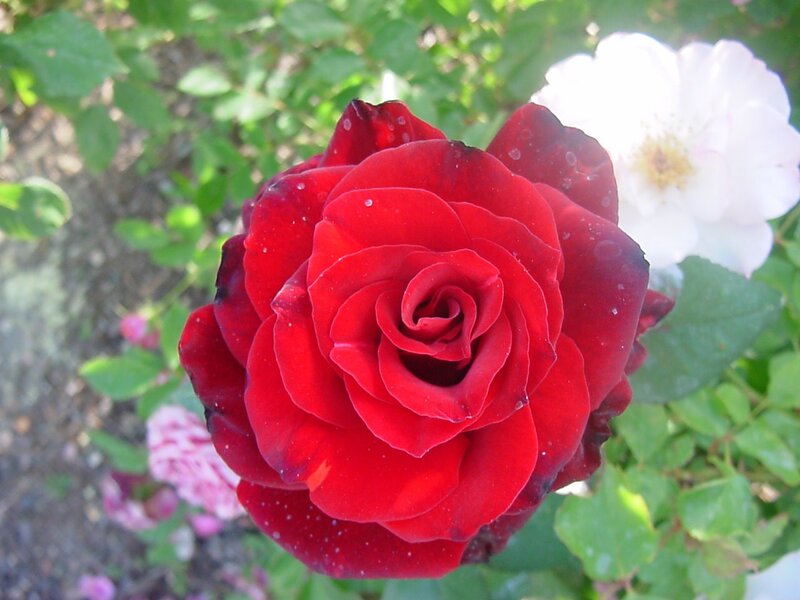 Red Rose in Bloom — Serene, Morning