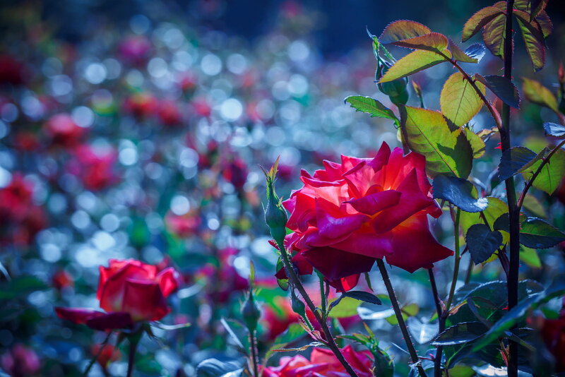 Red Rose in Bloom — Serene, Night, Photograph