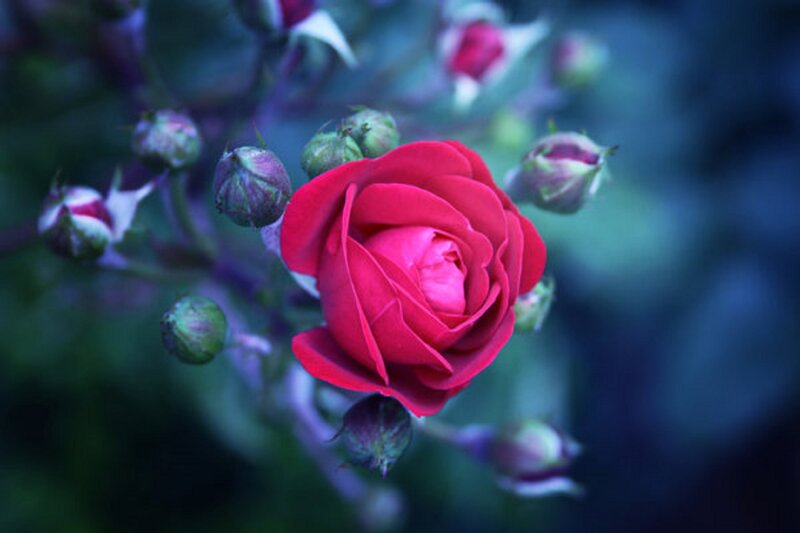 Red Rose in Bloom — Serene, Night