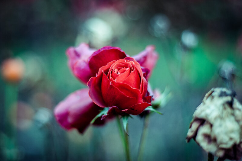 Red Rose in Bloom — Serene, Photograph, Bloomed Flower