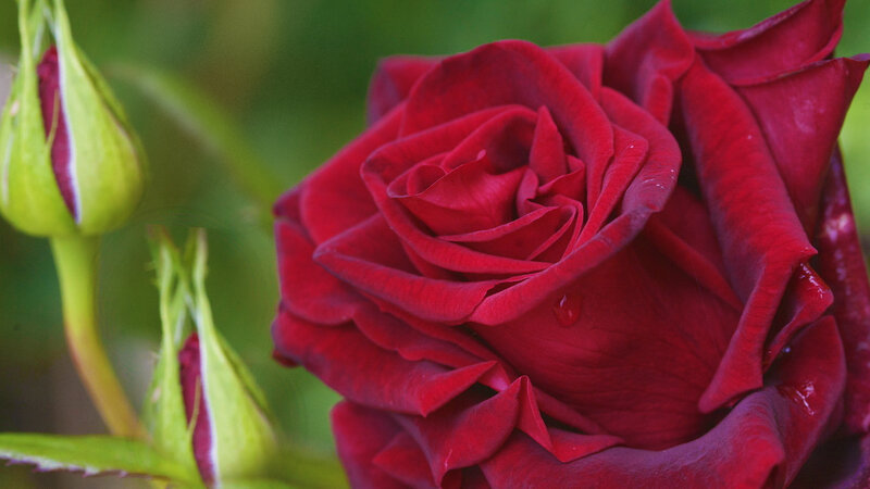 Red Rose in Bloom — Serene, Photograph, Bud, Green Leaves