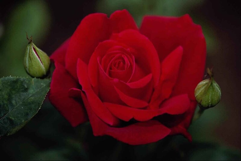 Red Rose in Bloom — Serene, Photograph, Bud, Leaf, Green Background
