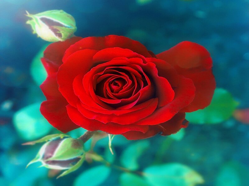 Red Rose in Bloom — Serene, Photograph, Bud, Leaf, Stem