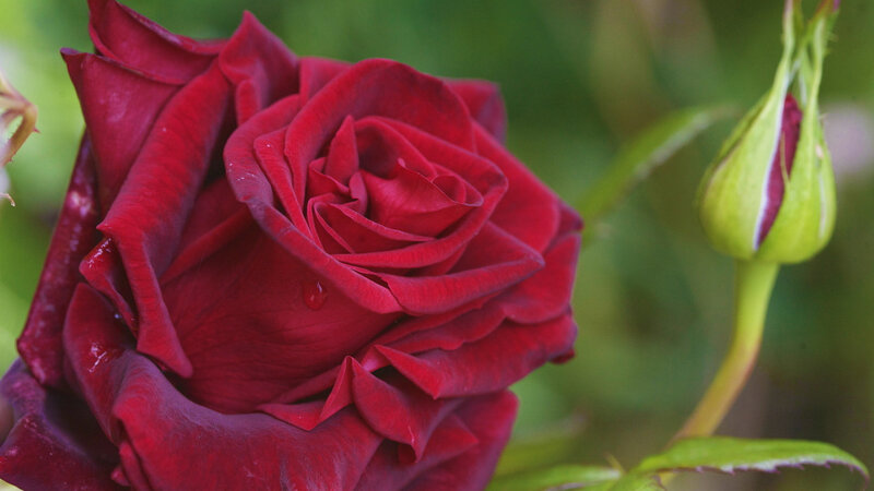 Red Rose in Bloom — Serene, Photograph, Bud, Leaf
