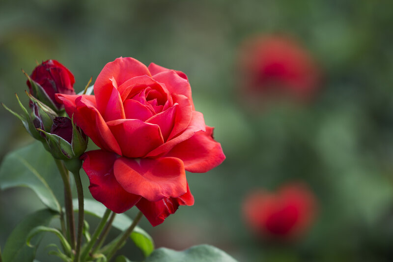 Red Rose in Bloom — Serene, Photograph, Bud, Leaves, Green Background