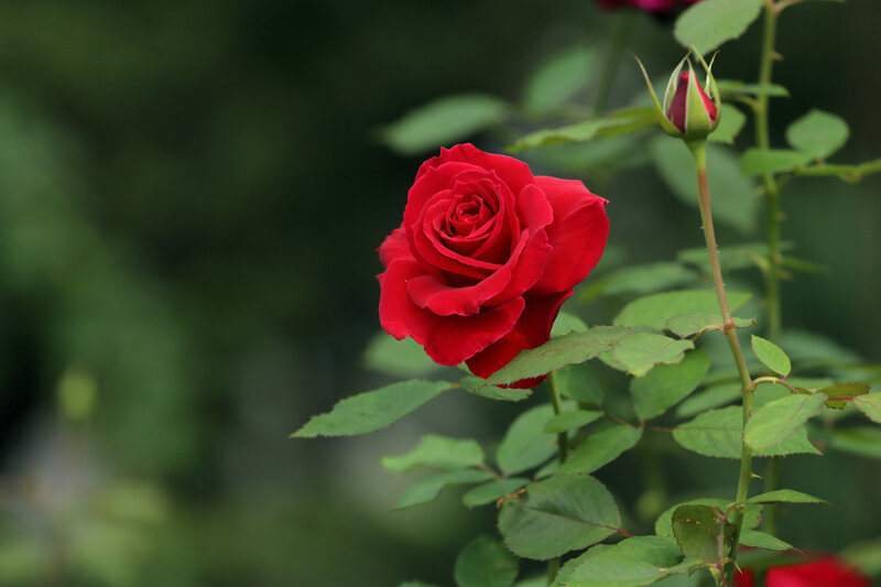 Red Rose in Bloom — Serene, Photograph, Bud, Leaves, Stem