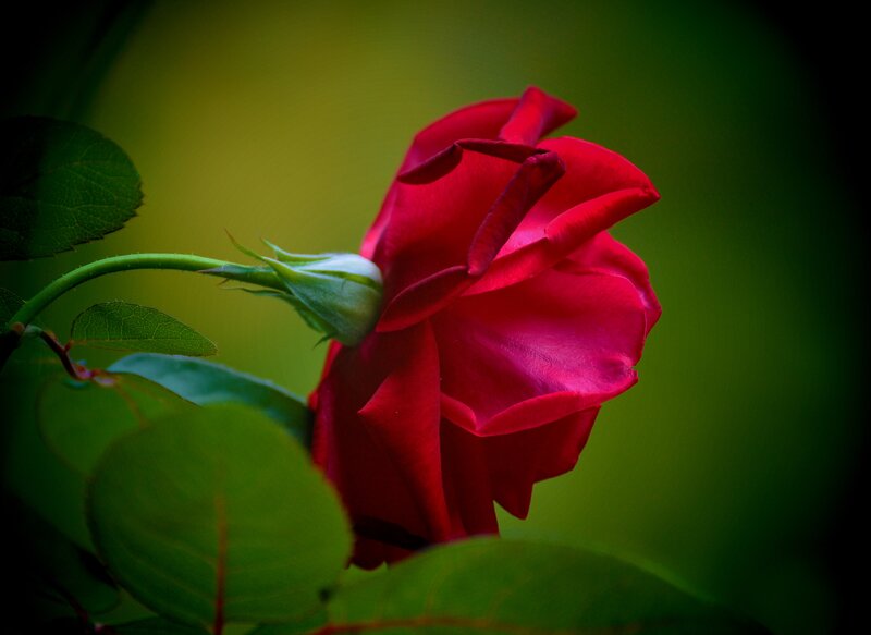 Red Rose in Bloom — Serene, Photograph, Bud, Leaves